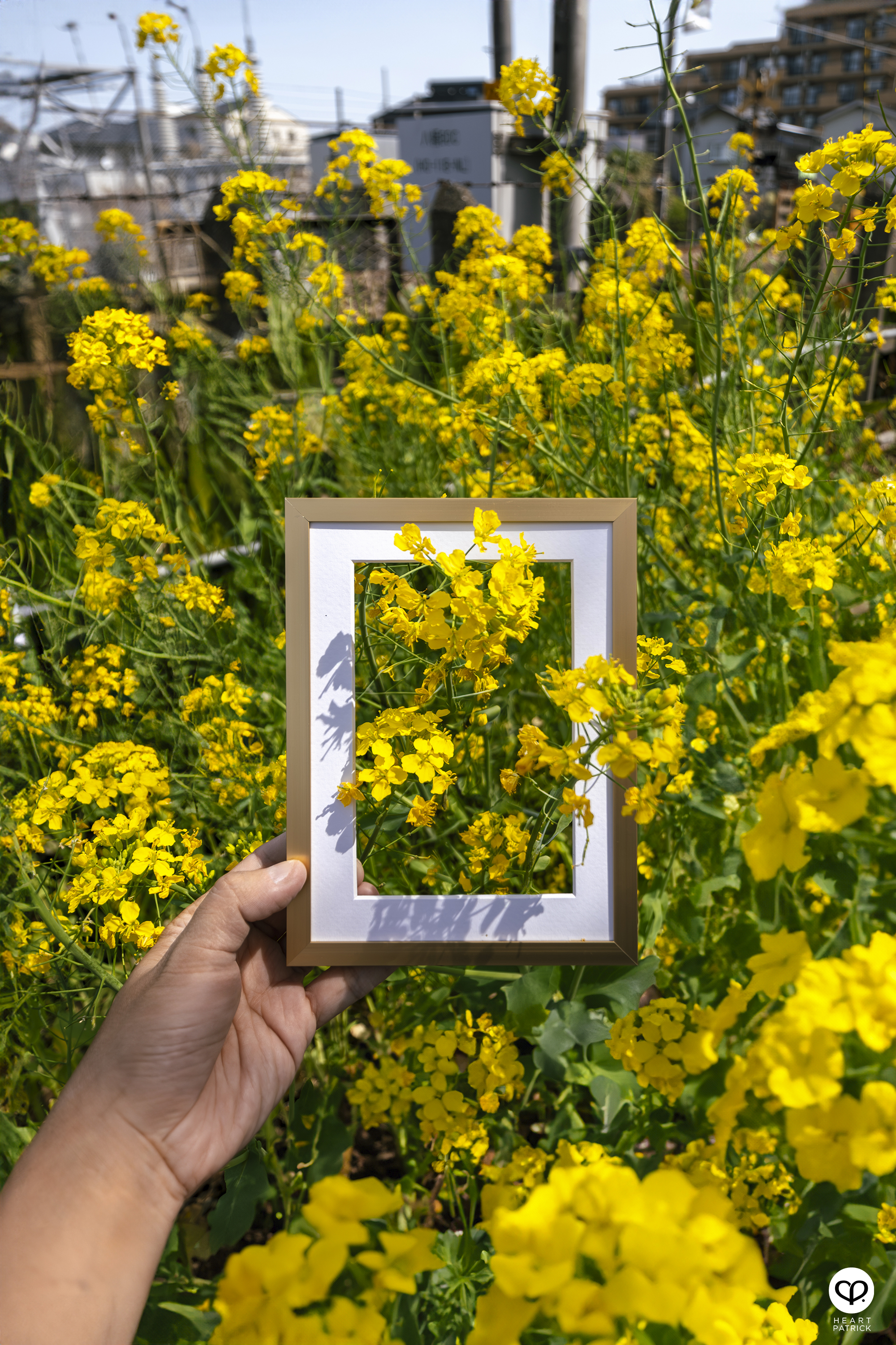 heartpatrick travel creative photography spring photo frame tokyo japan