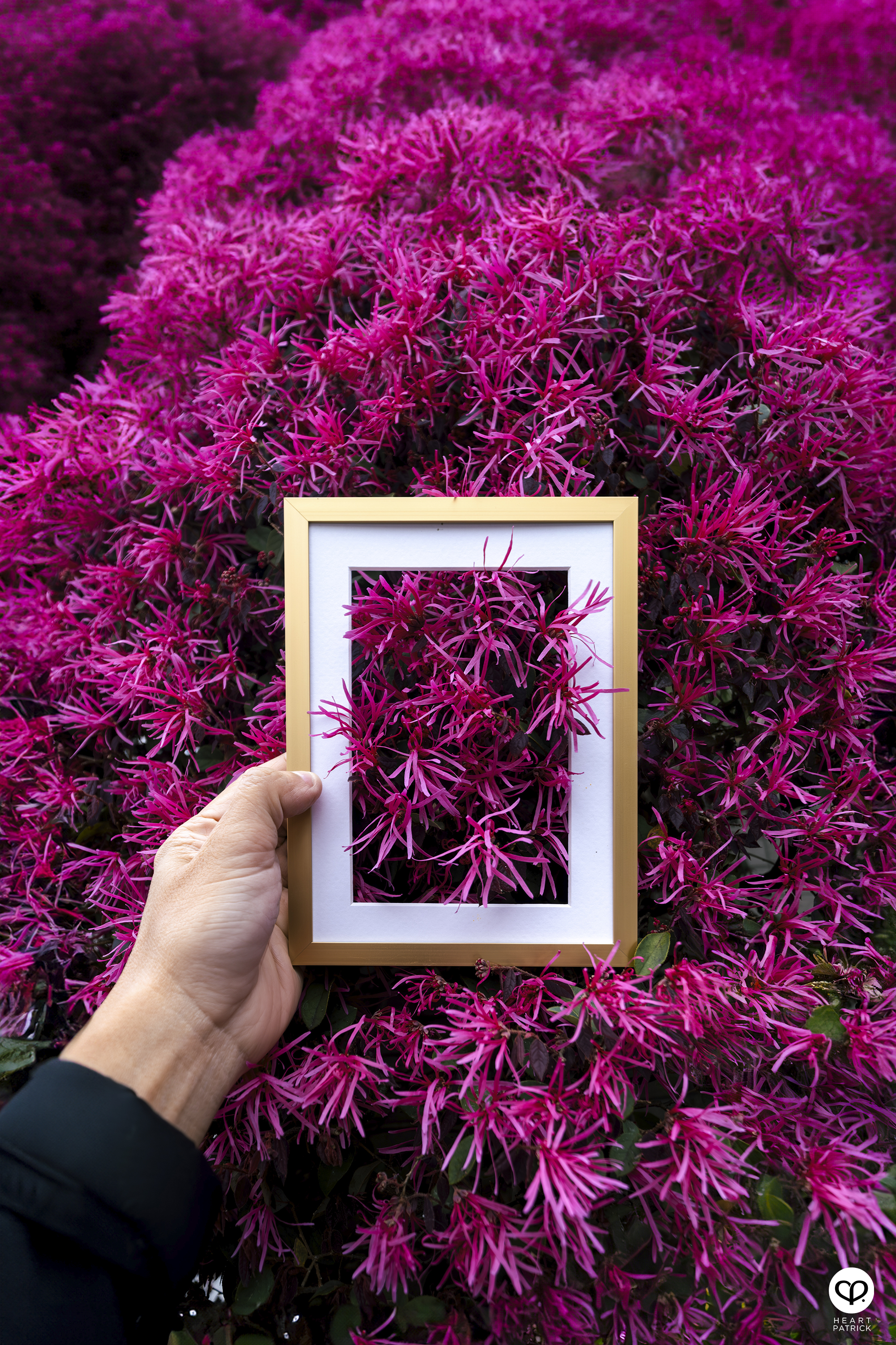 heartpatrick travel creative photography spring photo frame tokyo japan