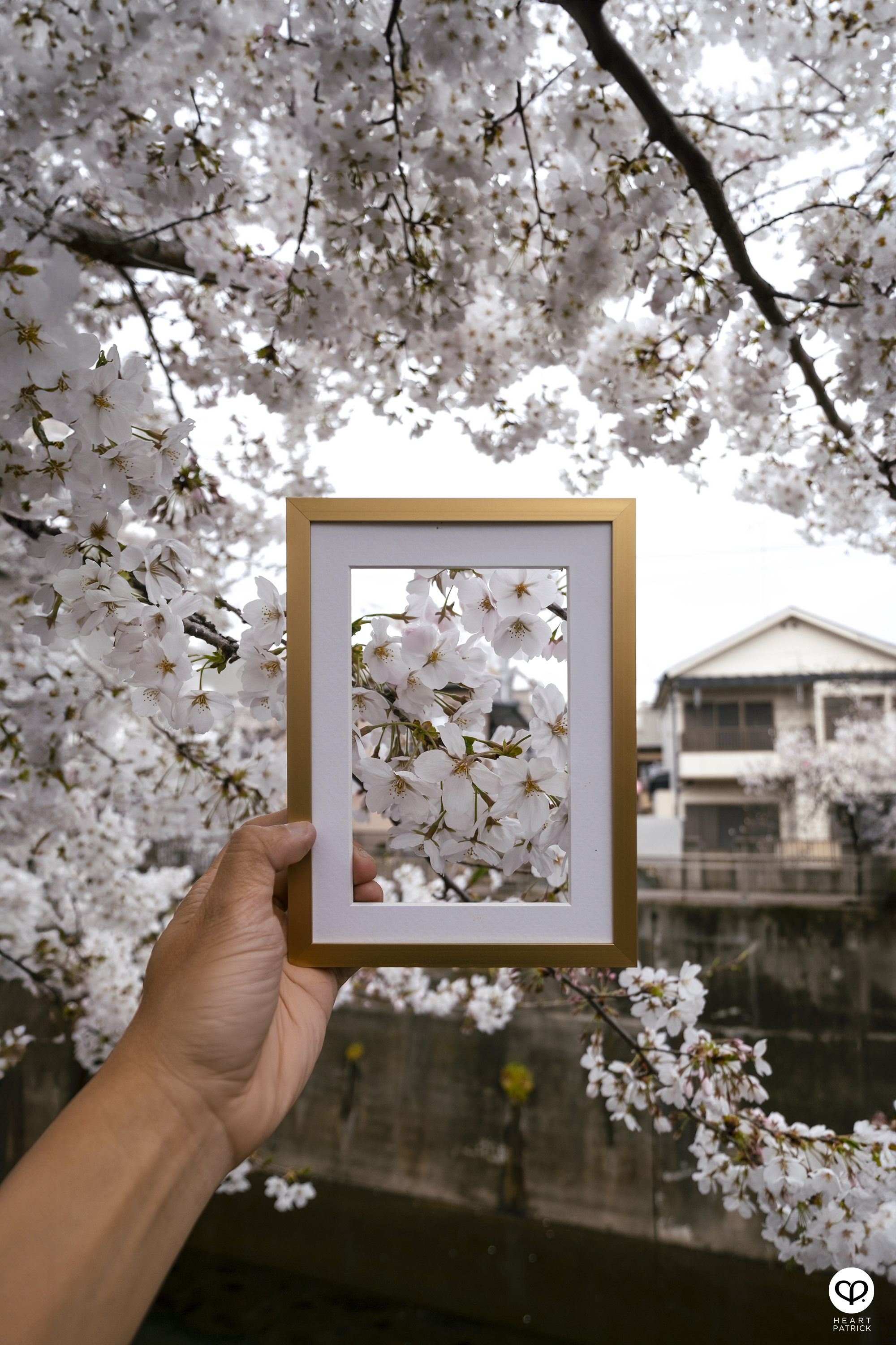 heartpatrick travel creative photography spring photo frame tokyo japan