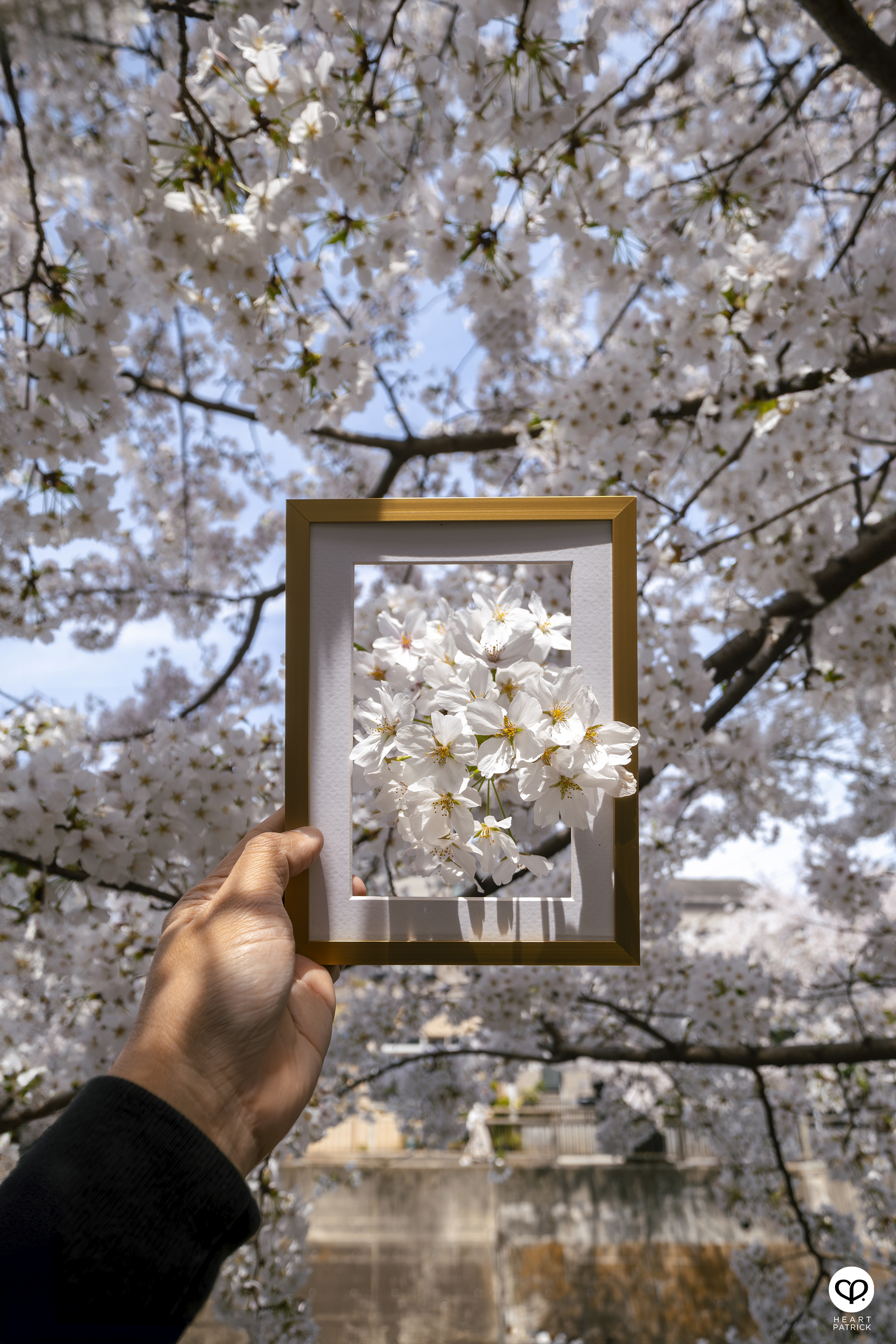 heartpatrick travel creative photography spring photo frame tokyo japan