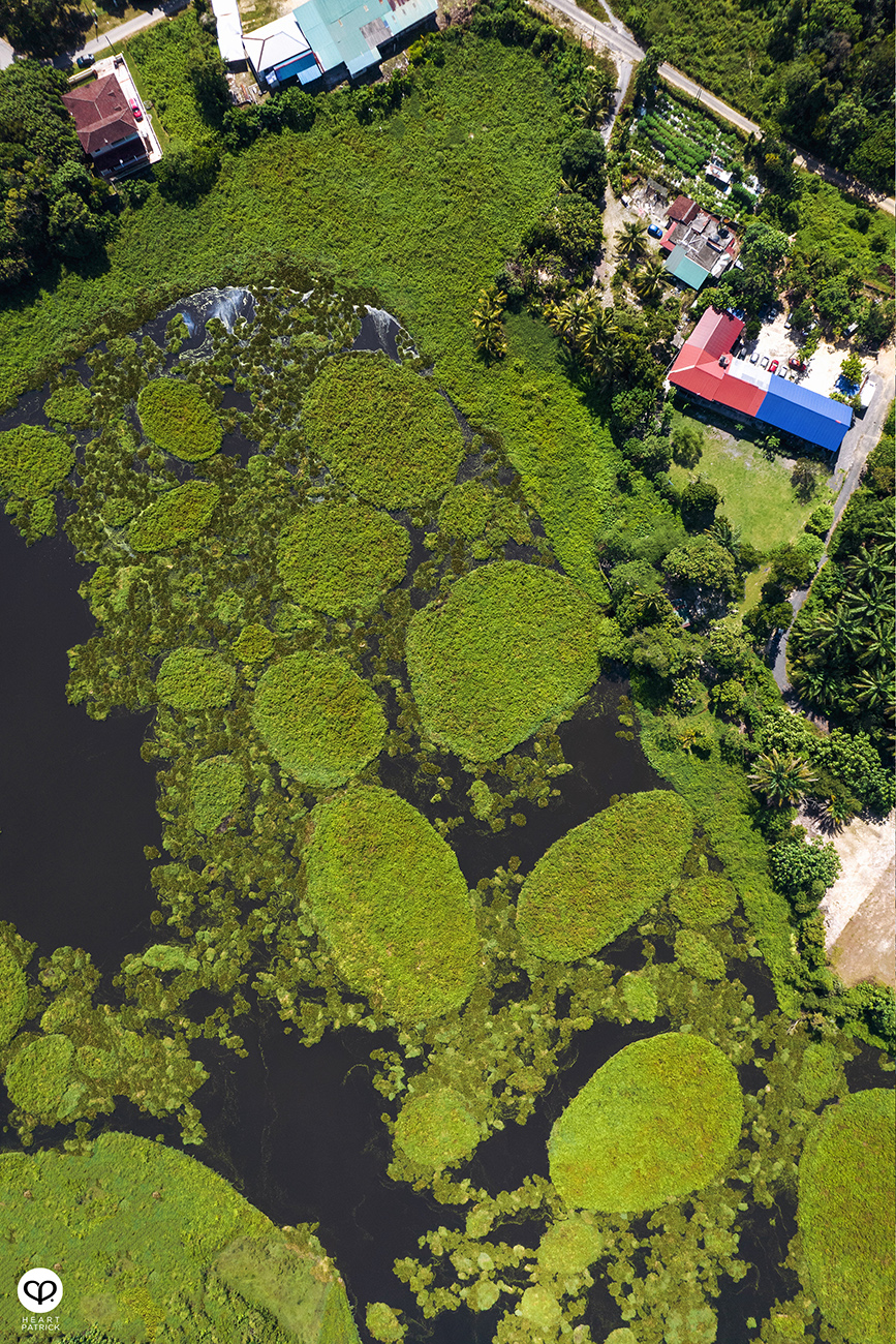 heartpatrick urban exploring unexplored pond ulu yam