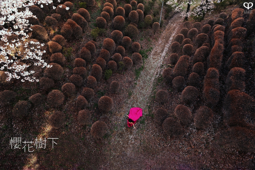 heartpatrick wedding prewedding destination sakura japan cherry blossom