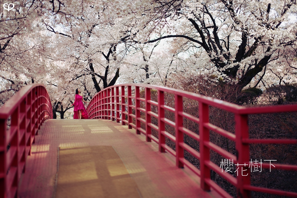 heartpatrick wedding prewedding destination sakura japan cherry blossom