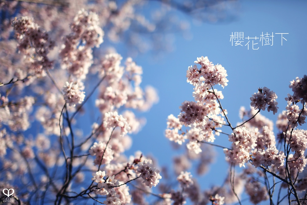 heartpatrick wedding prewedding destination sakura japan cherry blossom
