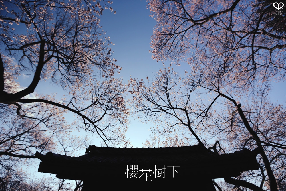 heartpatrick wedding prewedding destination sakura japan cherry blossom