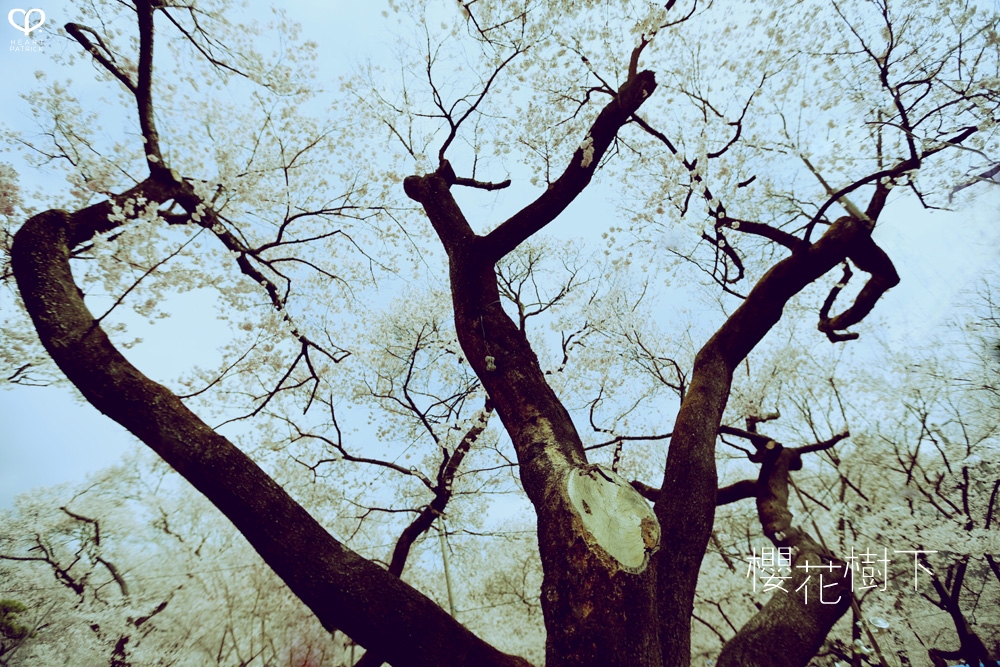 heartpatrick wedding prewedding destination sakura japan cherry blossom