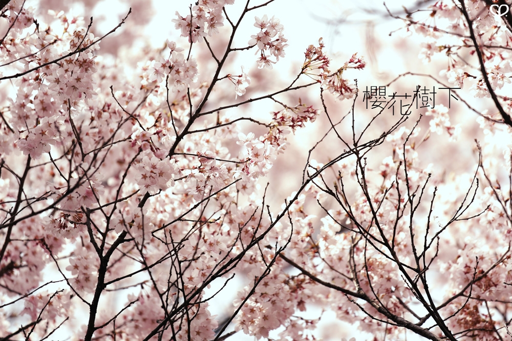 heartpatrick wedding prewedding destination sakura japan cherry blossom